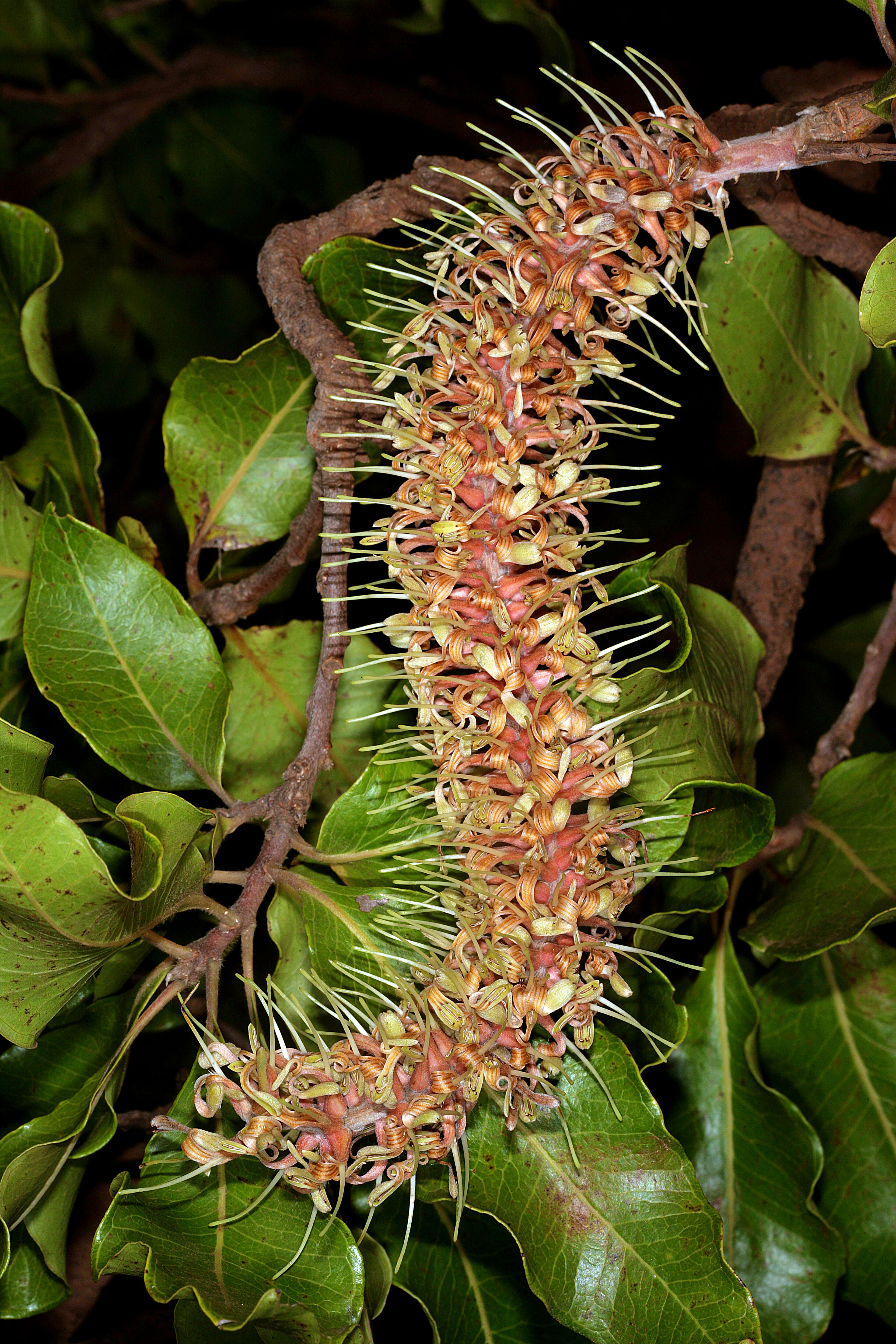 Image of Broad-leave beech