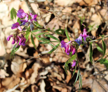 Image of spring pea