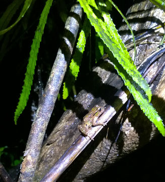18.https www inaturalist org photos 2366618.580x360