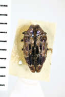 Image of Brachys ovatus (Weber 1801)