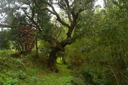 Image of Cork Oak