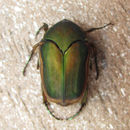 Image of Green June Beetle