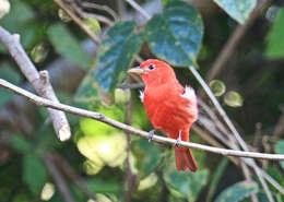 Image of Summer Tanager