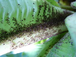 Image of Banana aphid