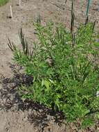 Image of Thermopsis lanceolata R. Br.