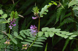 Image of bush vetch