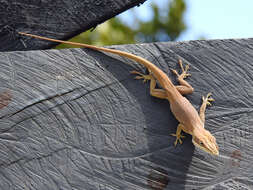 Image of Allison's Anole