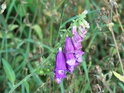 Imagem de Digitalis purpurea L.