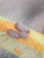 Image of Puccinia malvacearum Bertero ex Mont. 1852