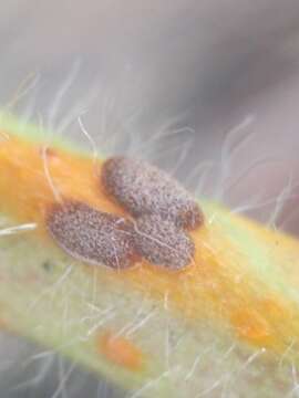 Imagem de Puccinia malvacearum Bertero ex Mont. 1852