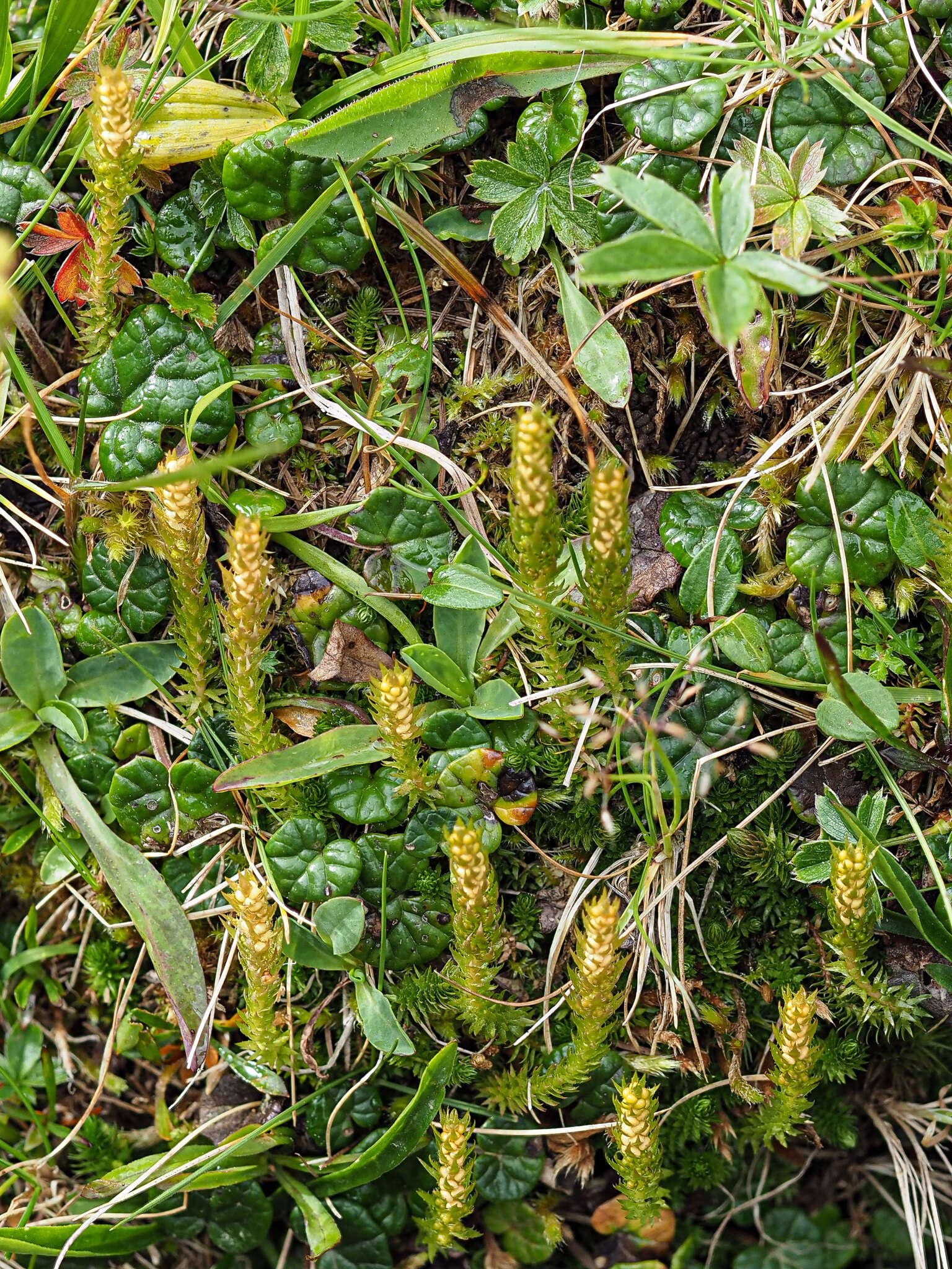 صورة Selaginella selaginoides (L.) Schrank & C. F. P. Mart.