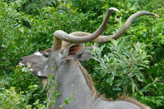 Image of Greater Kudu