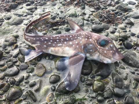 Image of Spotted Ratfish