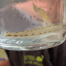 Image of Eastern sand darter
