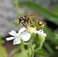 Image of Ancistrocerus nigricornis (Curtis 1826)