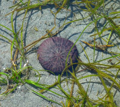 Image of eccentric sand dollar sea urchin