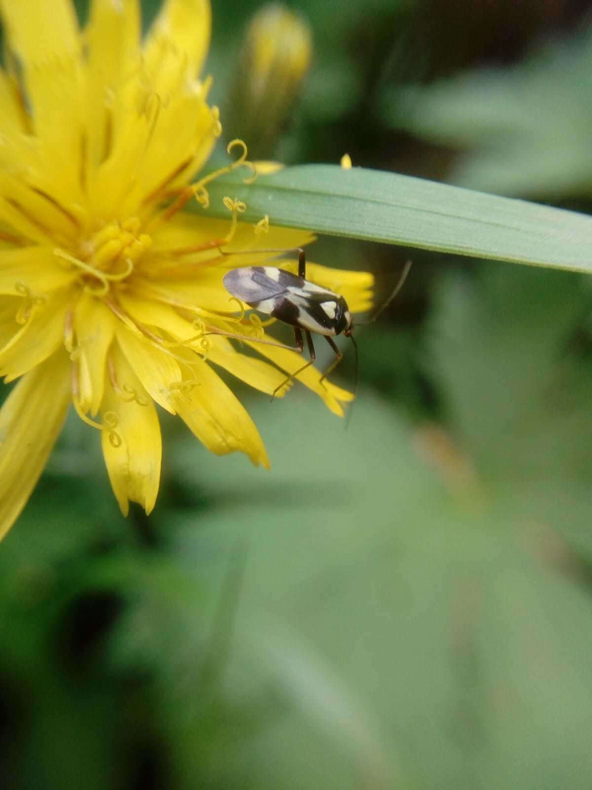 Image of Grypocoris sexguttatus (Fabricius 1777)