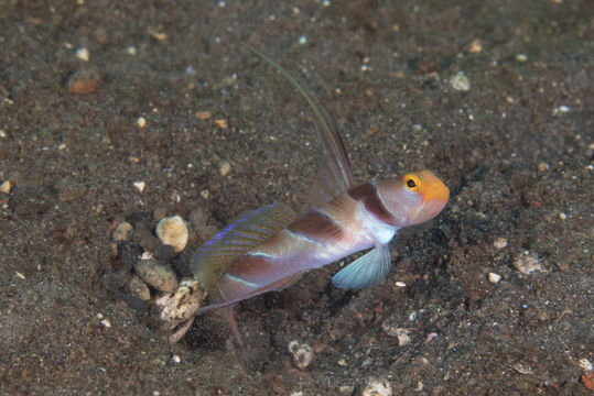 Image of Black-ray goby