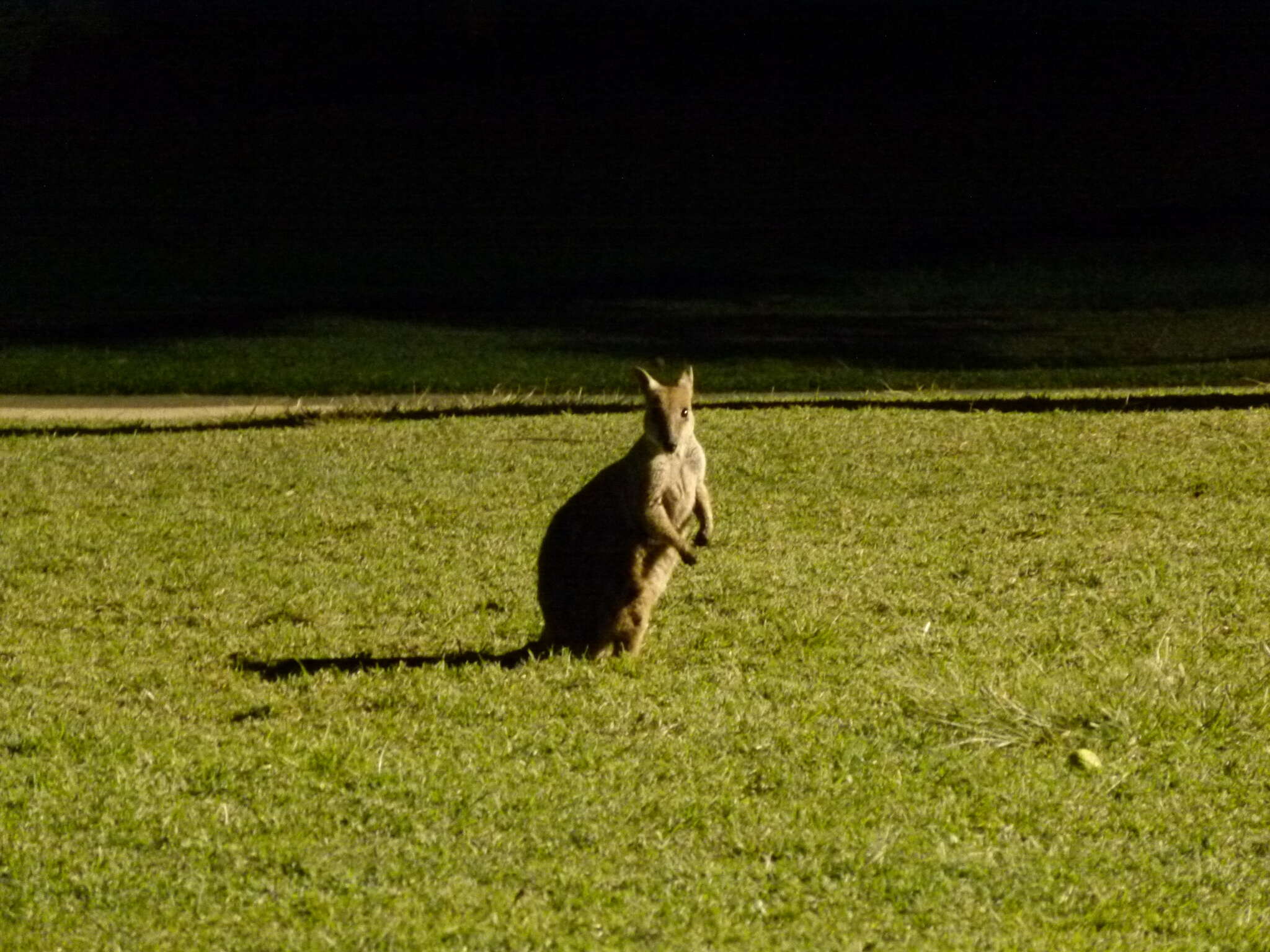 Image of Allied Rock Wallaby