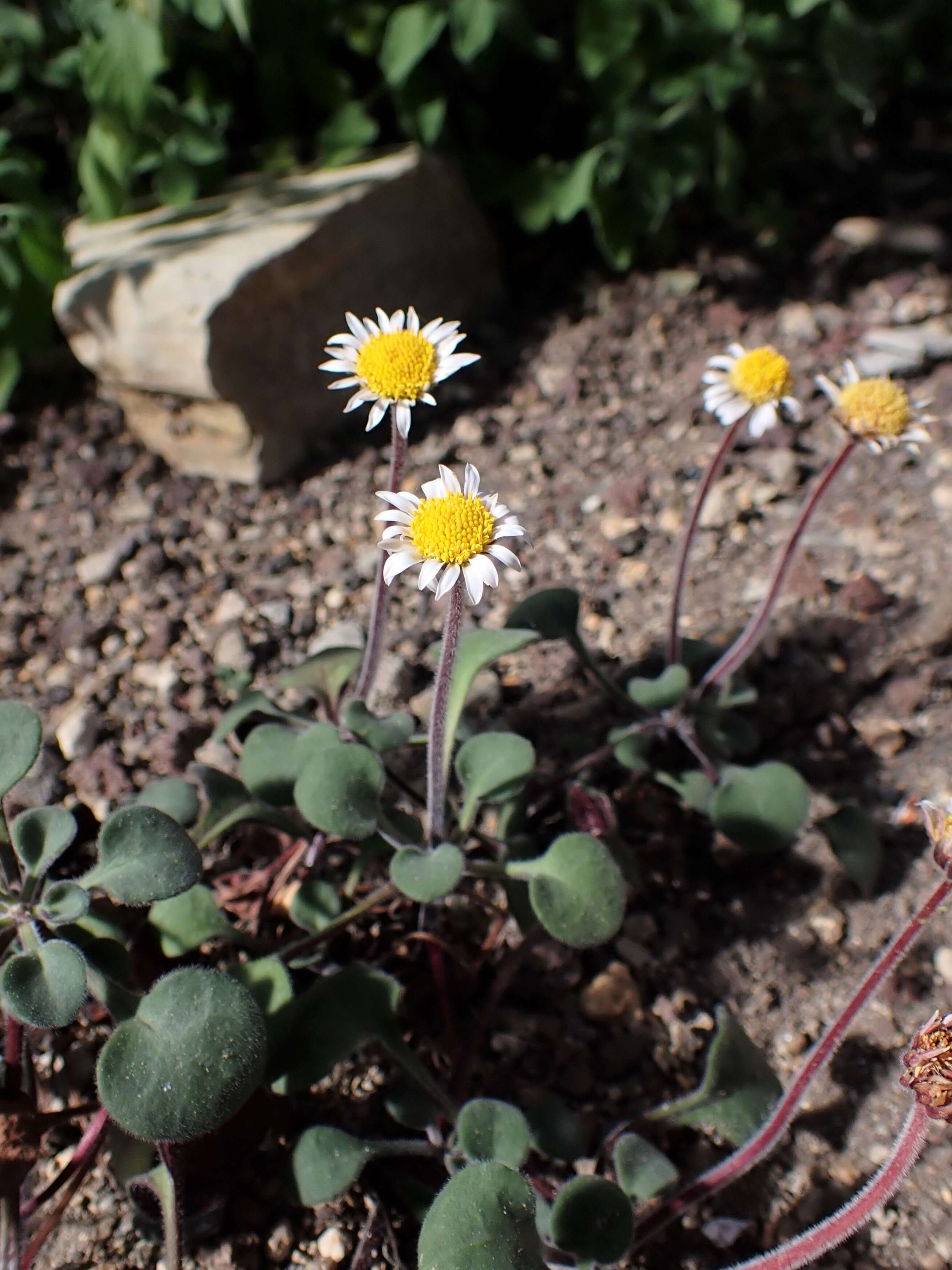 Image de Bellium crassifolium Moris