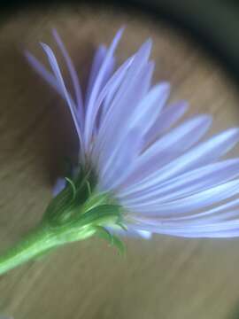 Image of Anticosti Island aster