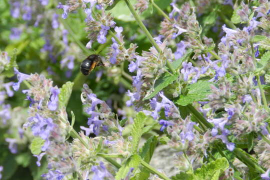 Image of Anthophora retusa (Linnaeus 1758)