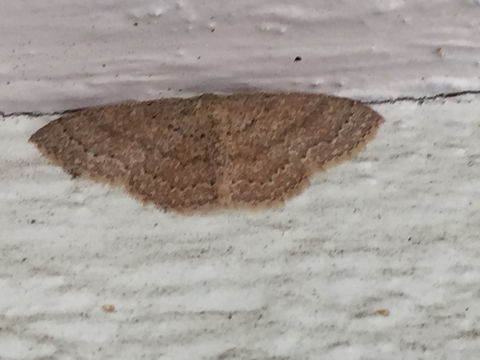 Image of Common Tan Wave