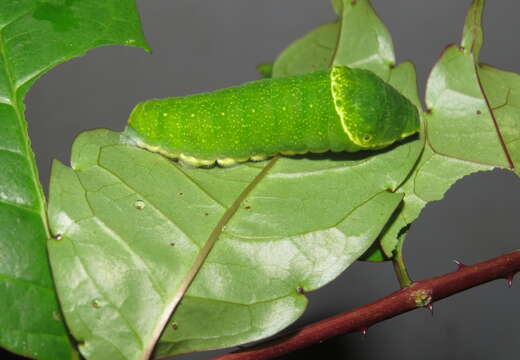 Image of Zanthoxylum rhetsa (Roxb.) DC.