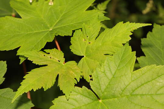 Imagem de Acer pseudoplatanus L.