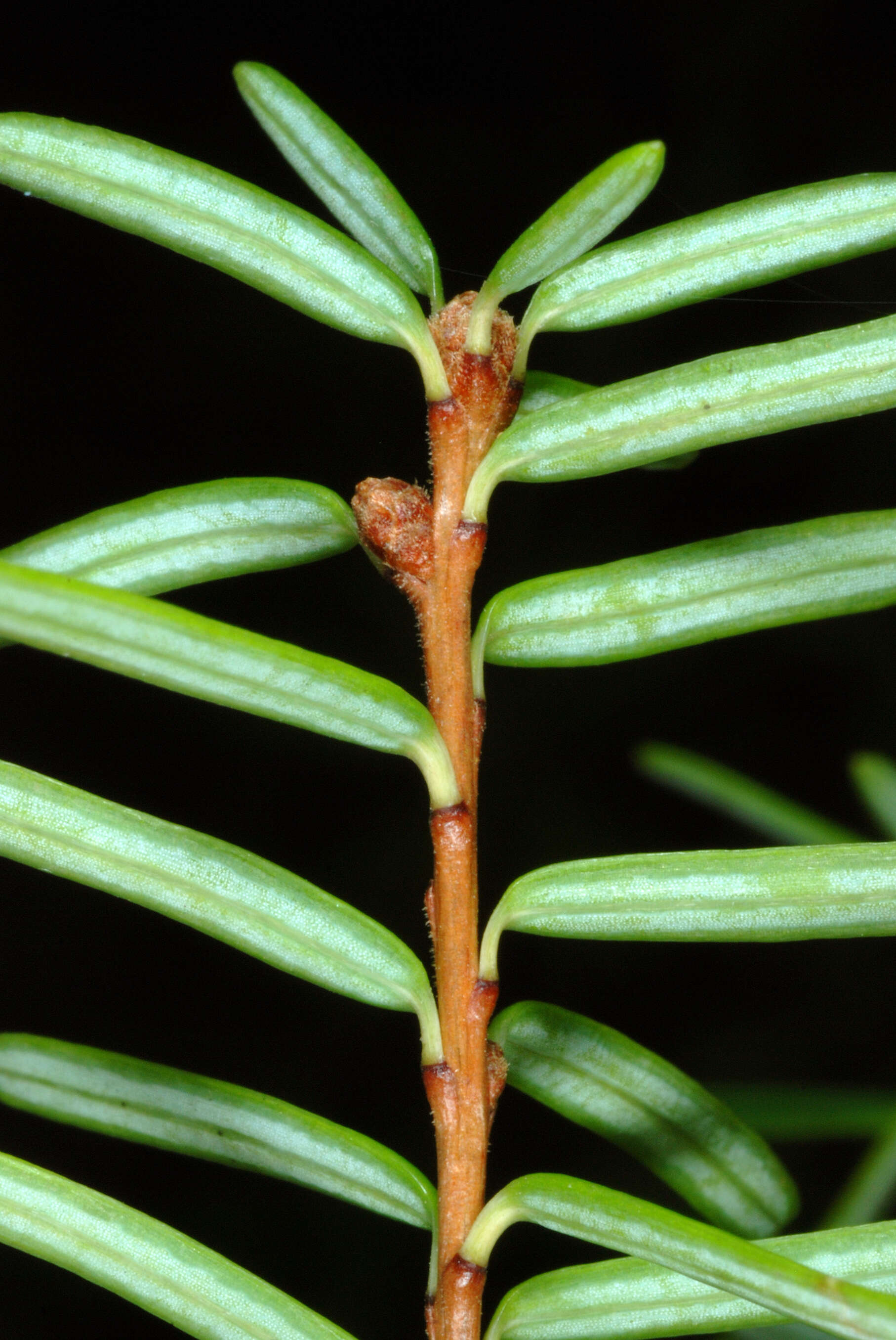 Image of Carolina Hemlock