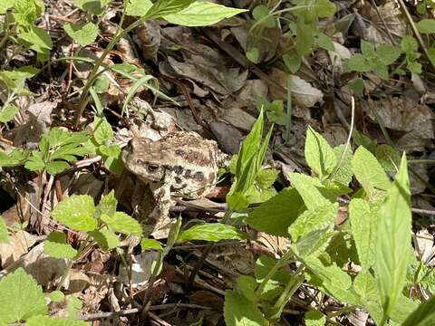 Image of Asiatic Toad