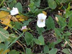 Image of Field Bindweed