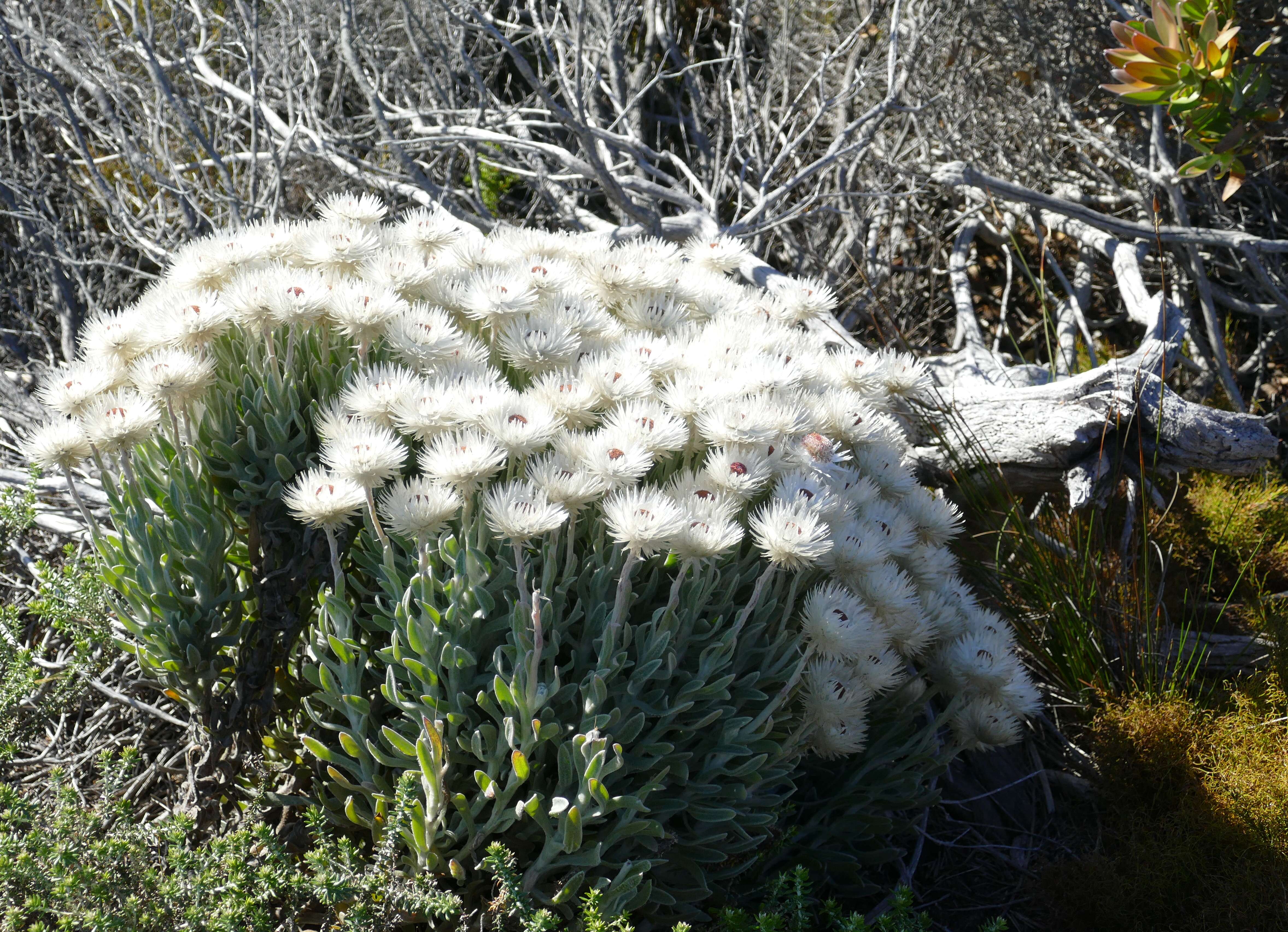 Image of Syncarpha vestita (L.) B. Nord.