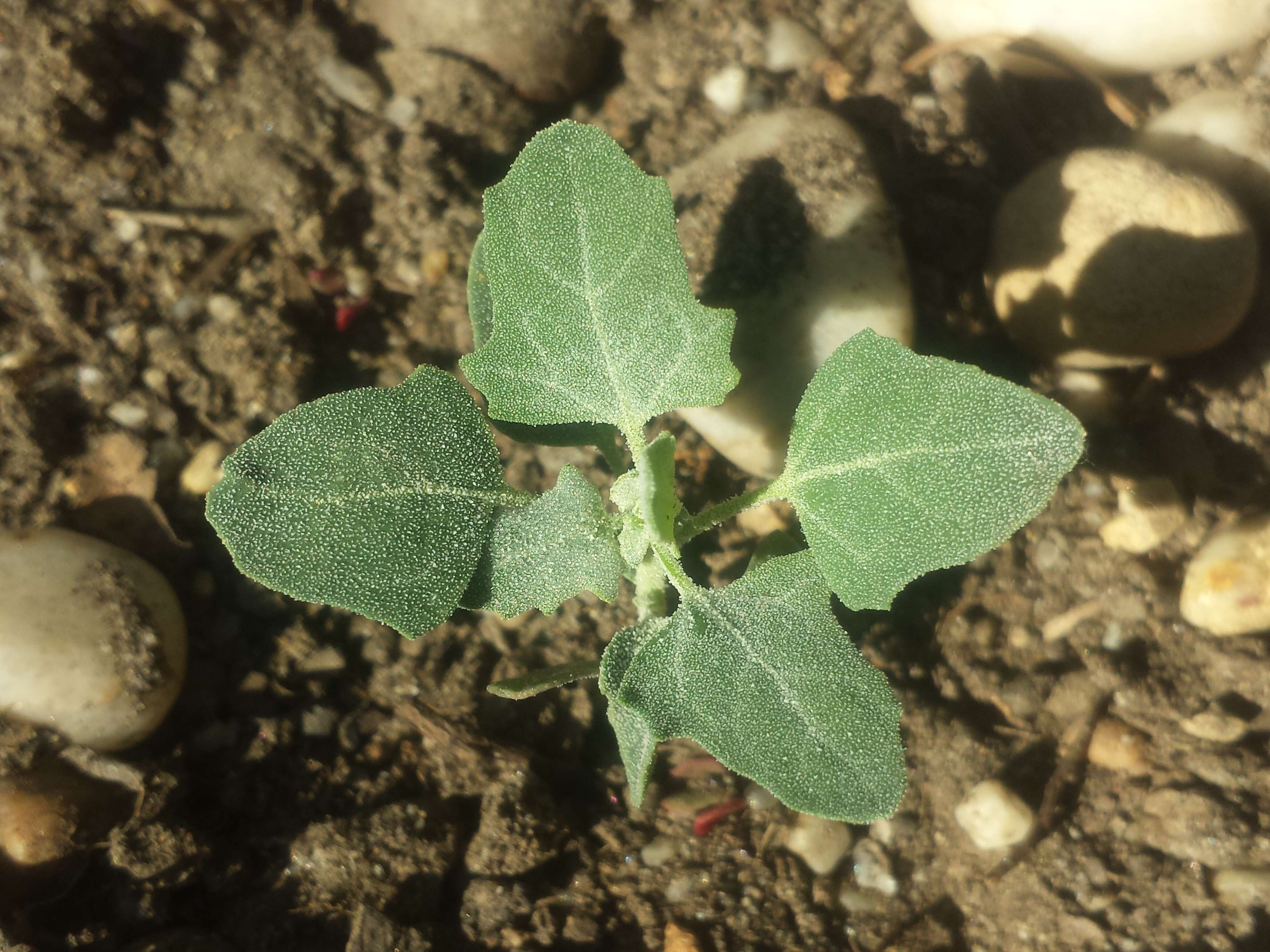 Image of Grey Goosefoot