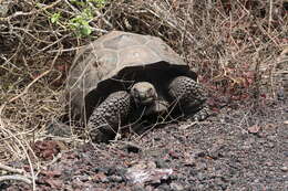 Image of Sierra Negra giant tortoise