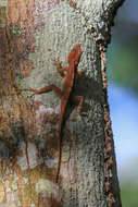 Image of Large-headed anole