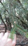 Image of <i>Pseudotsuga <i>menziesii</i></i> menziesii