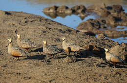 Image of Yellow-throated Sandgrouse