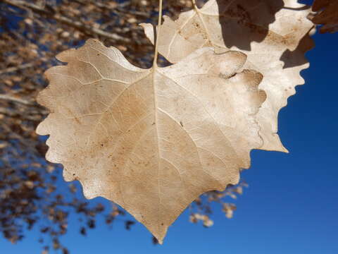 Image of eastern cottonwood