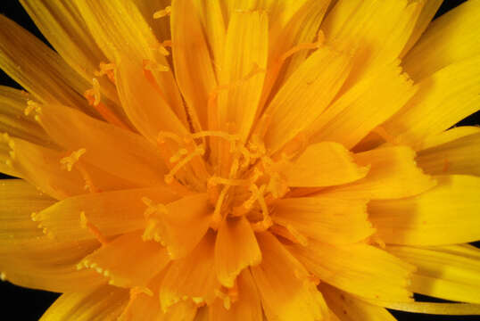 Image of Potato dandelion