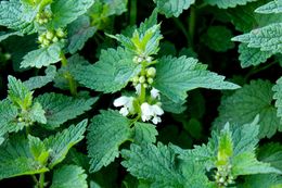 Image of <i>Lamium album</i>