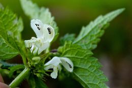 Image of <i>Lamium album</i>