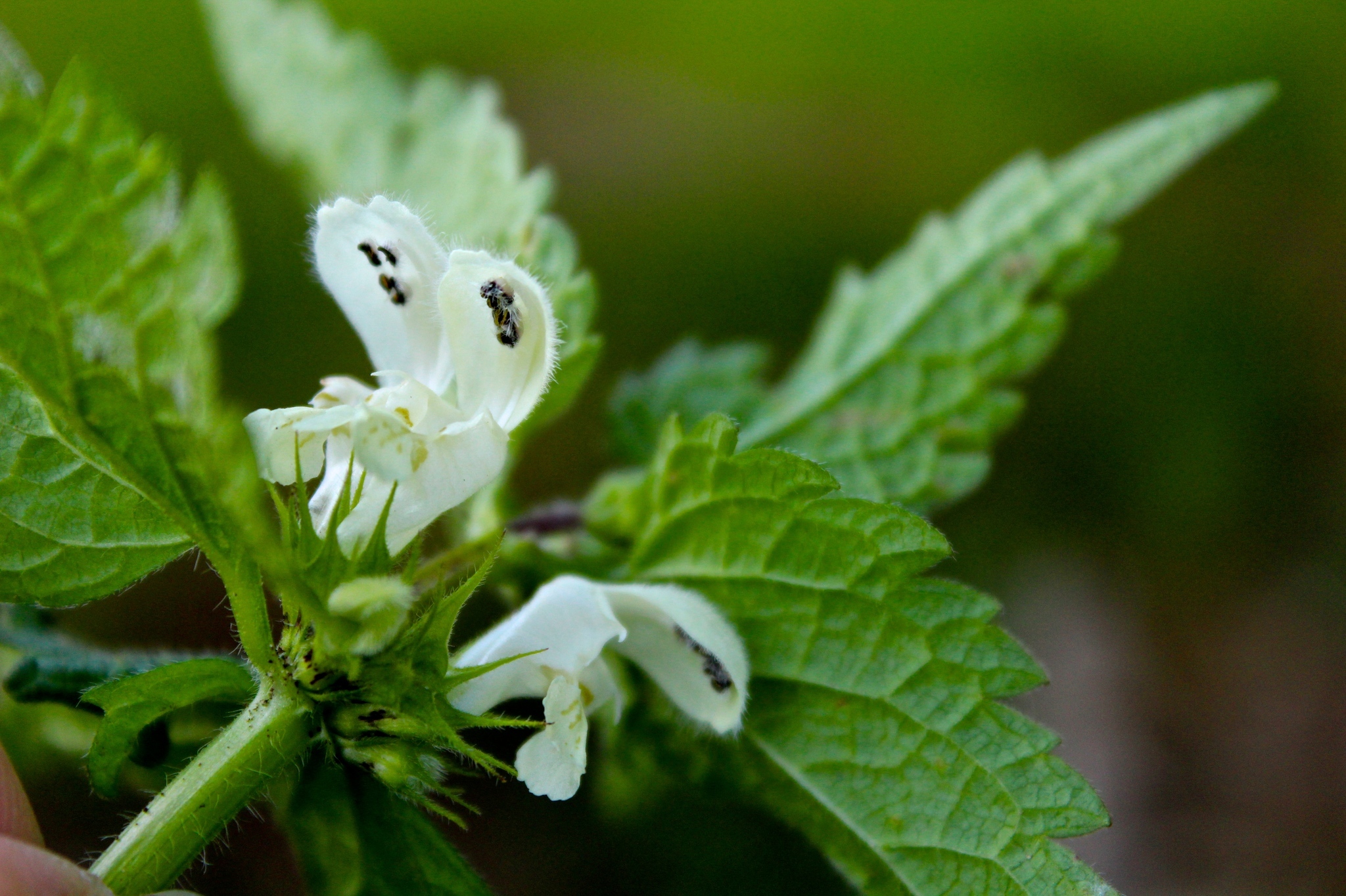 Image of <i>Lamium album</i>