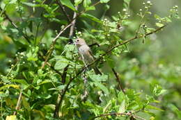 Image of Indigo Bunting