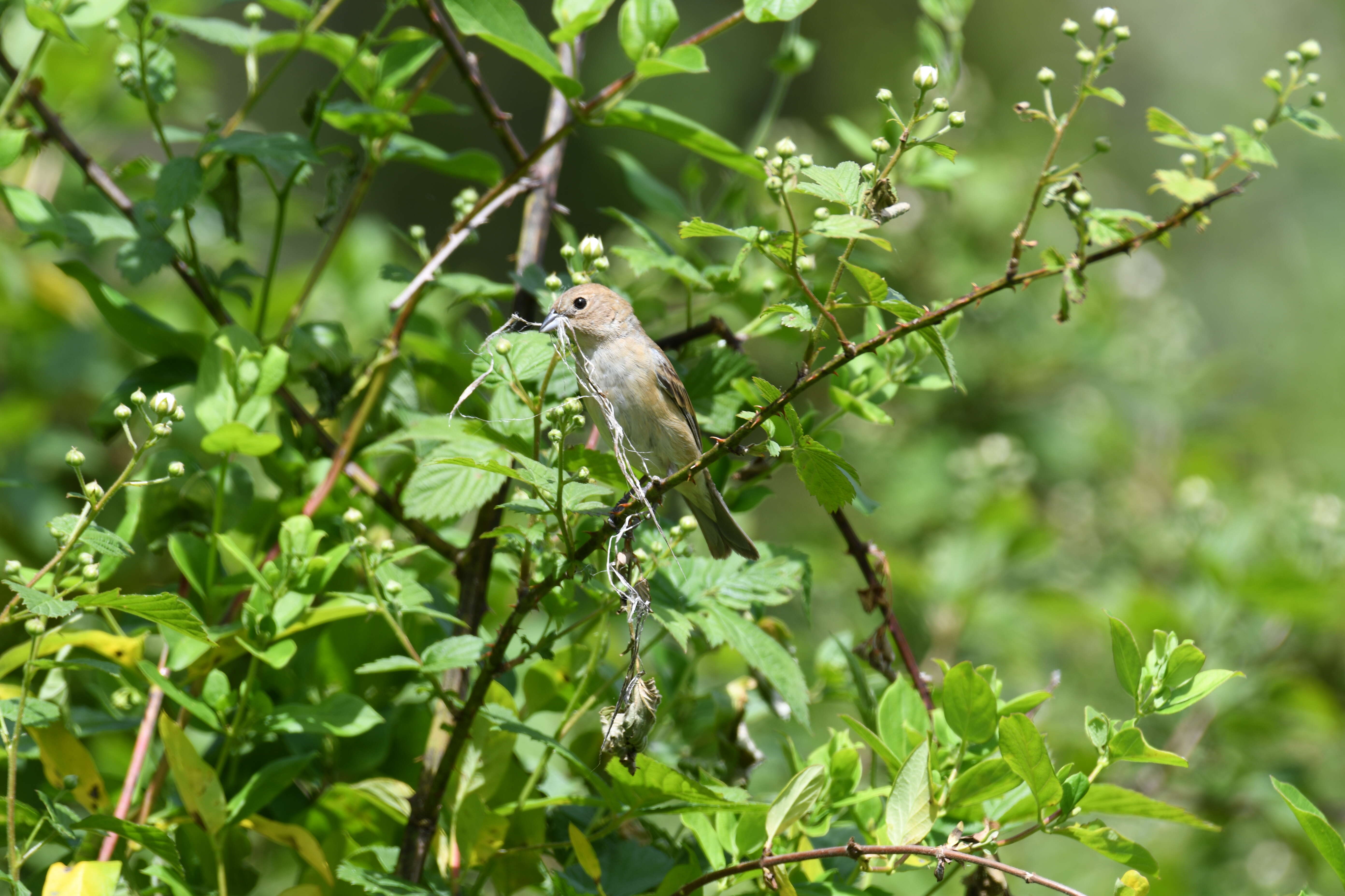 Image of Indigo Bunting