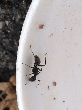 Image of Black garden ant