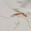 Image of Culicomorpha