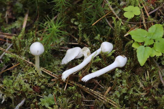 Inocybe geophylla (Bull.) P. Kumm. 1871 resmi