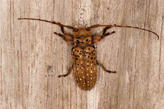 Image of Twig Girdling Beetles