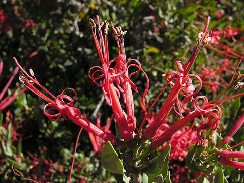 Image of Tristerix verticillatus (Ruiz & Pav.) Barlow & Wiens